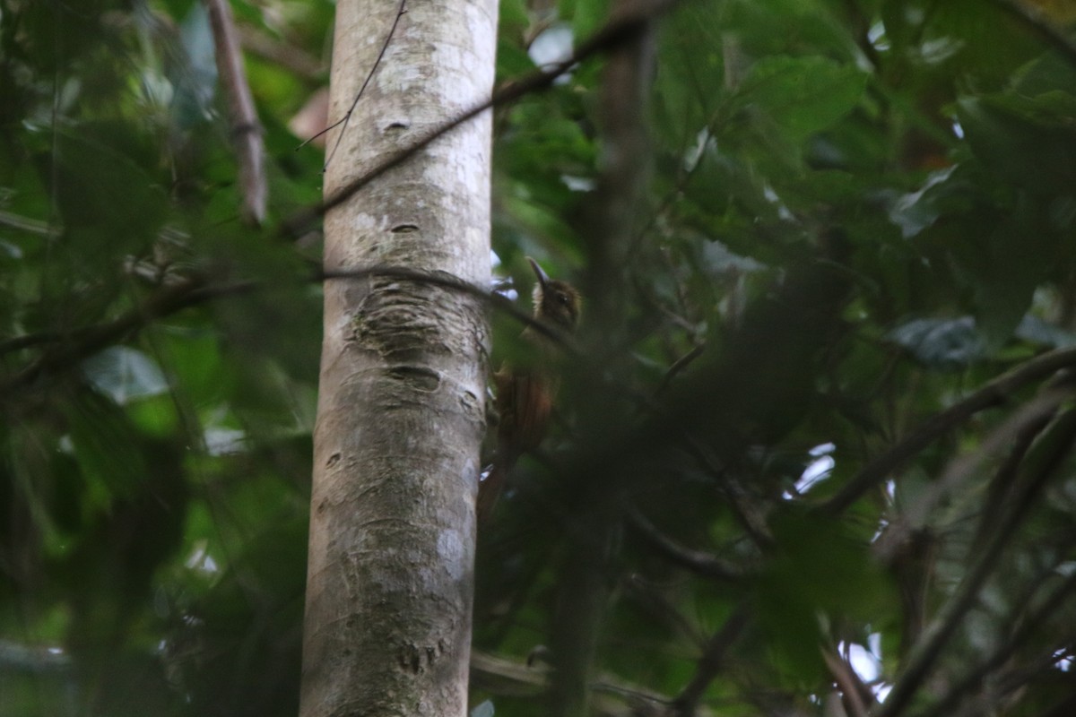 Plain-winged Woodcreeper (Pernambuco) - ML69182791