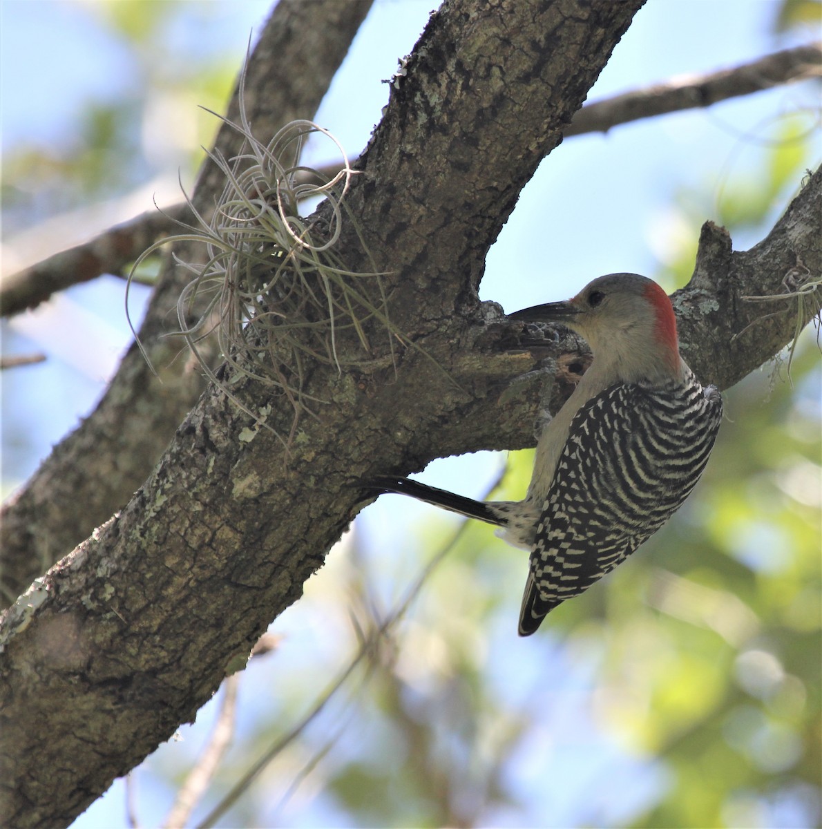 Red-bellied Woodpecker - Lydia Friedland
