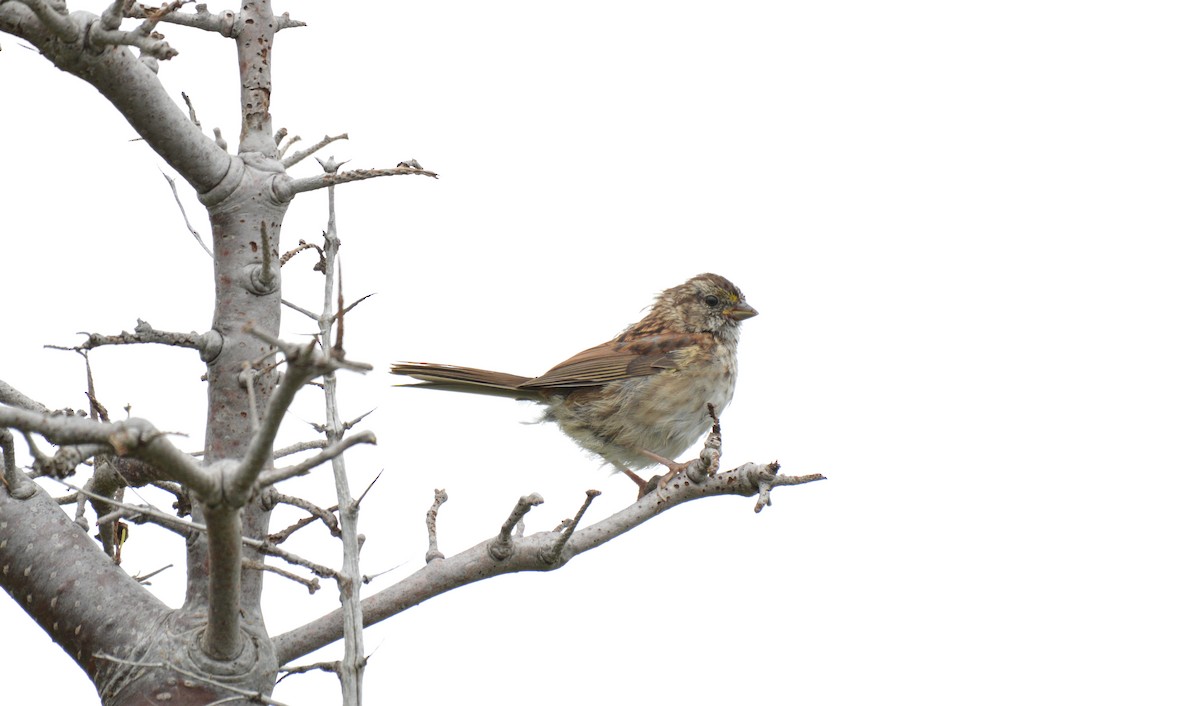 White-throated Sparrow - ML69183441