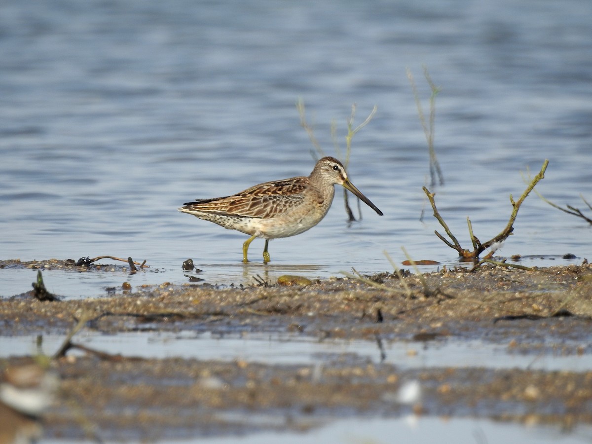 Short-billed Dowitcher - Mary Rumple