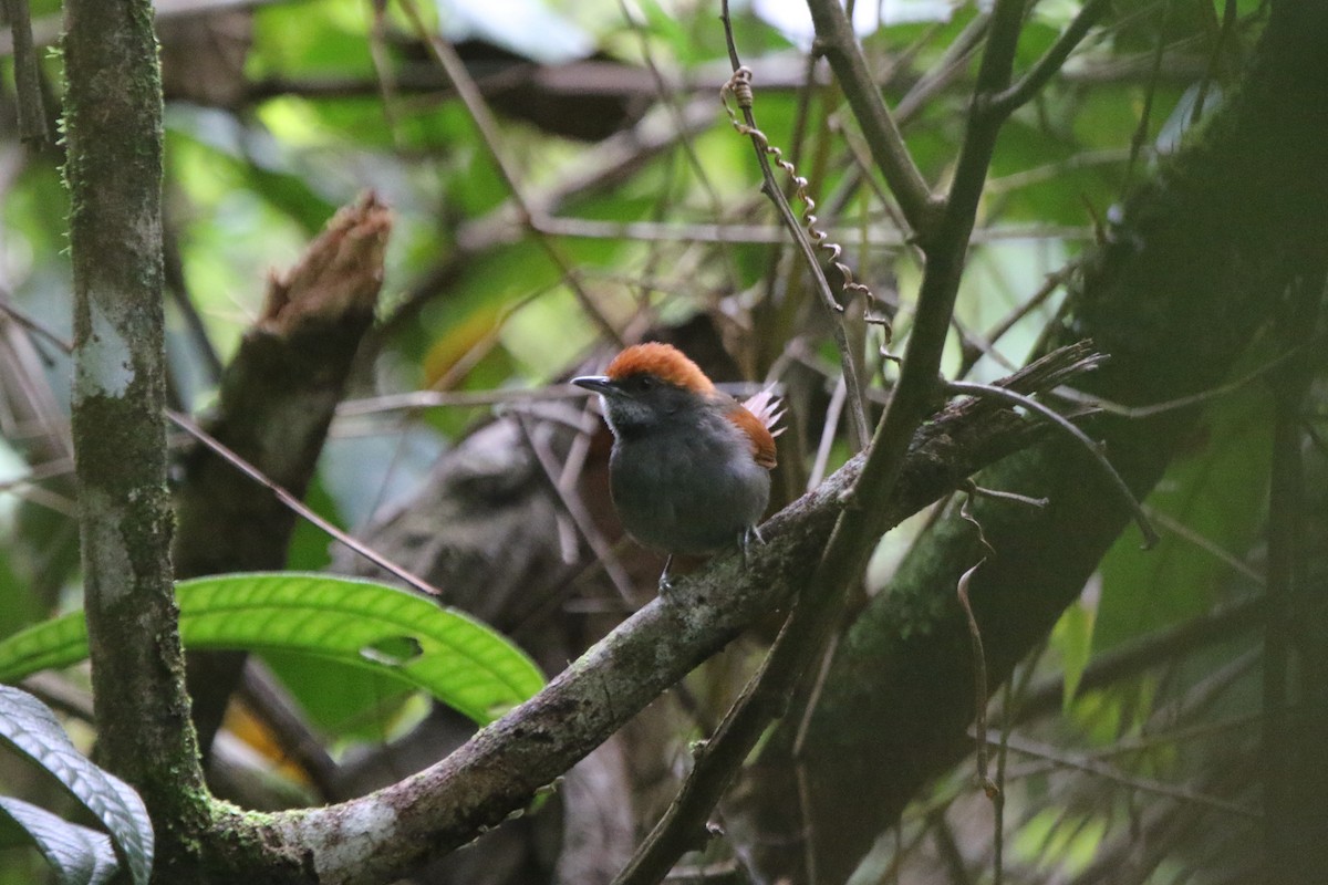 Pinto's Spinetail - ML69184041