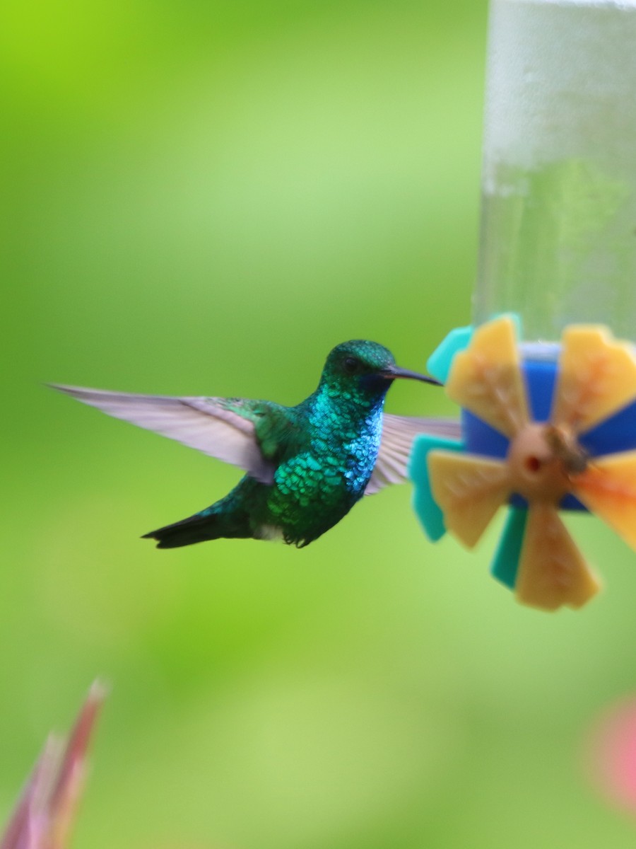 kolibřík modrobradý - ML69184921