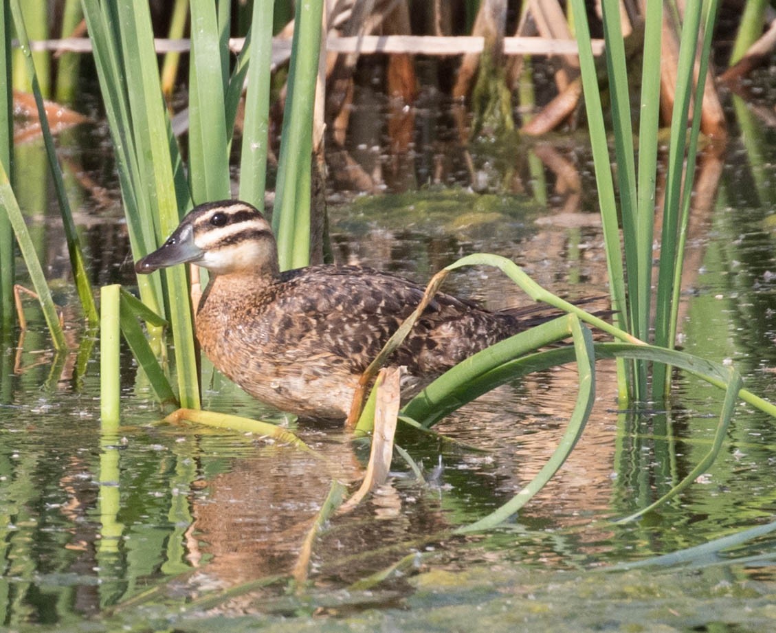 eBird Checklist 17 Sep 2017 Hackberry Flat WMAWeir Unit 13