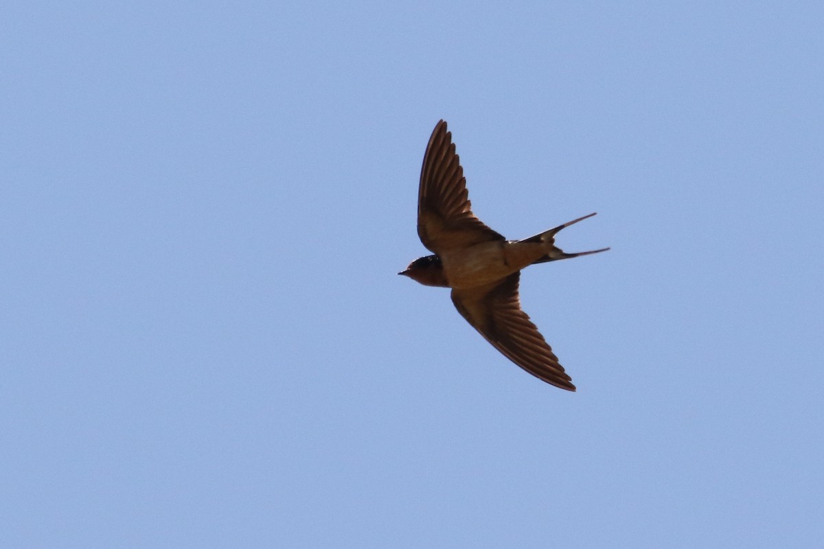 Barn Swallow - ML69190151