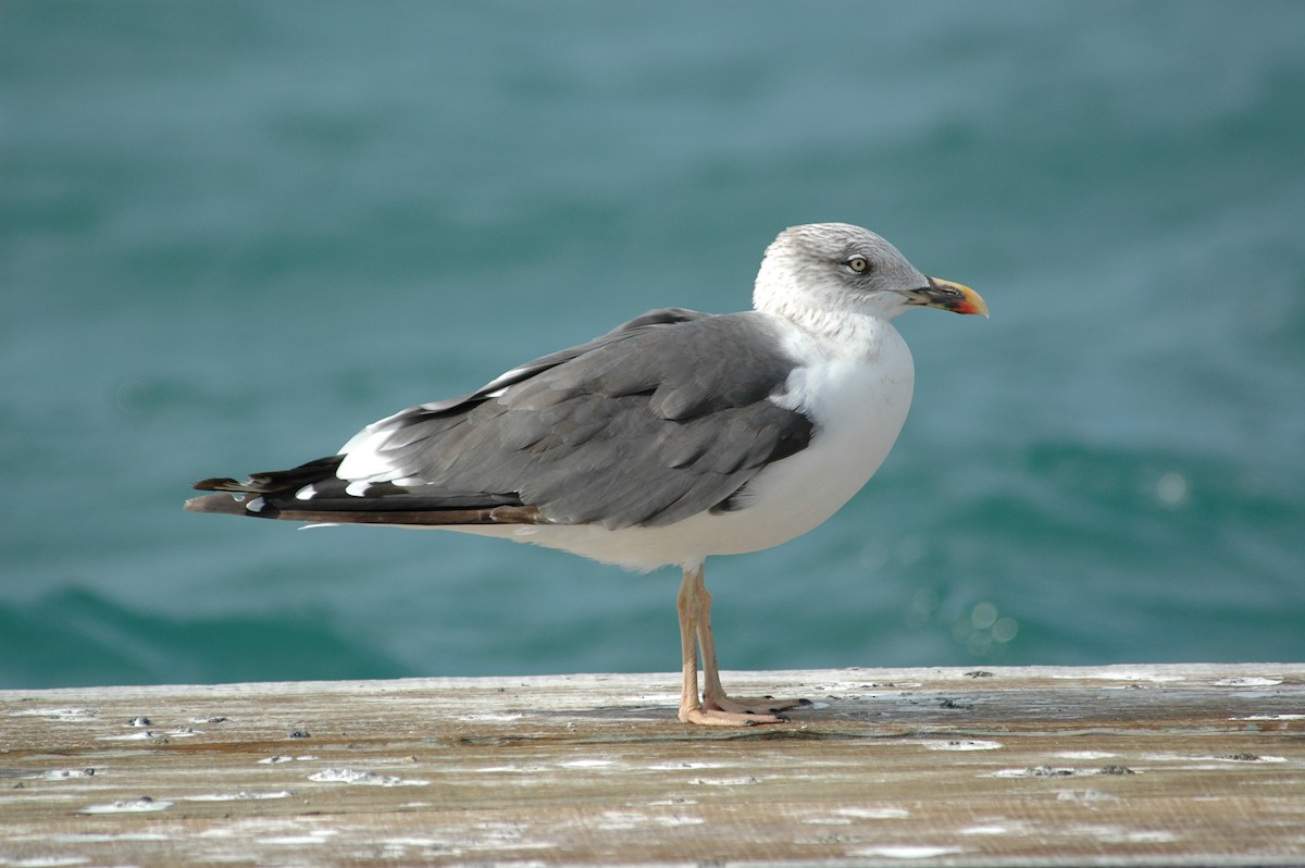 Lesser Black-backed Gull - Andrew Dobson