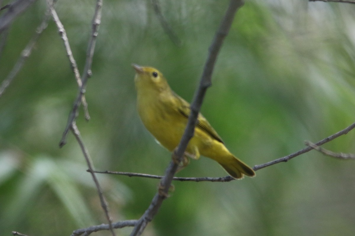 Yellow Warbler - ML69191061