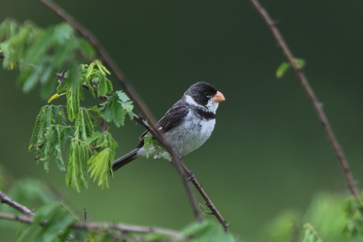 White-throated Seedeater - ML69192011