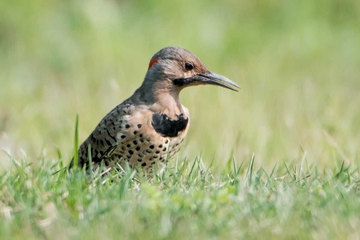 Northern Flicker (Yellow-shafted) - Sue Barth
