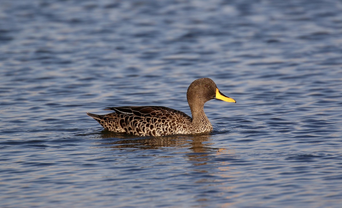 Yellow-billed Duck - ML69194231