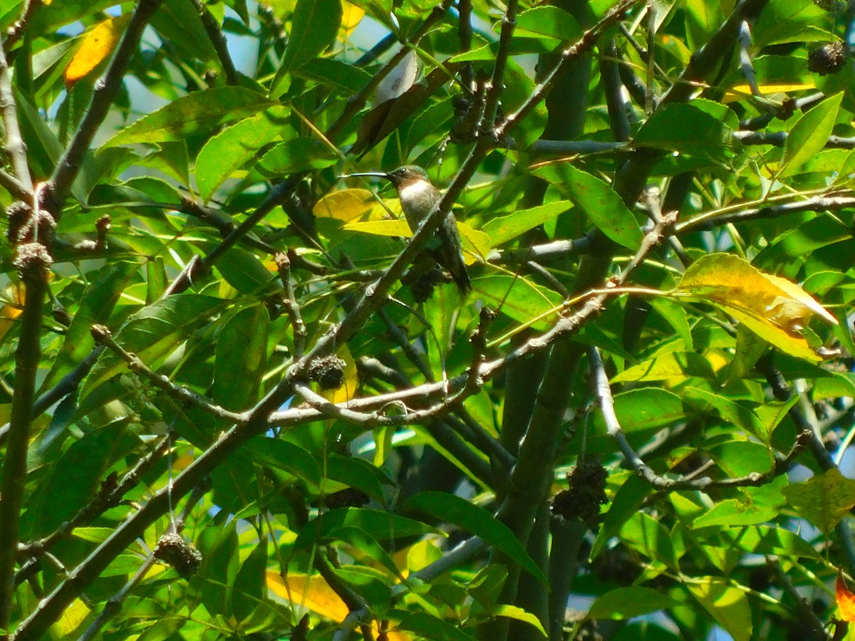 Рубиновогорлый колибри - ML69195031