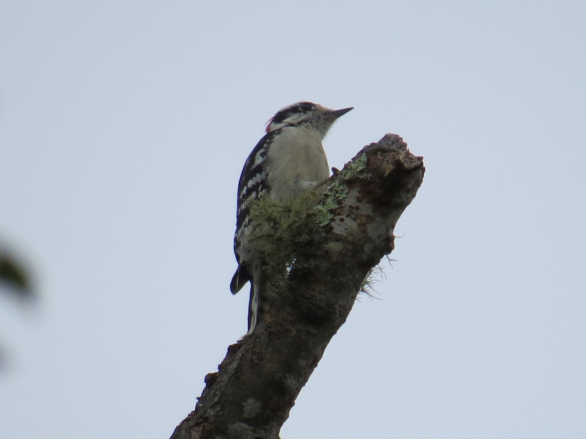 Downy Woodpecker - ML69195881