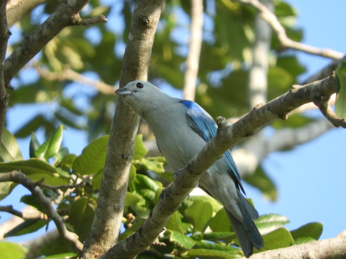 Blue-gray Tanager - Luis Trinchan