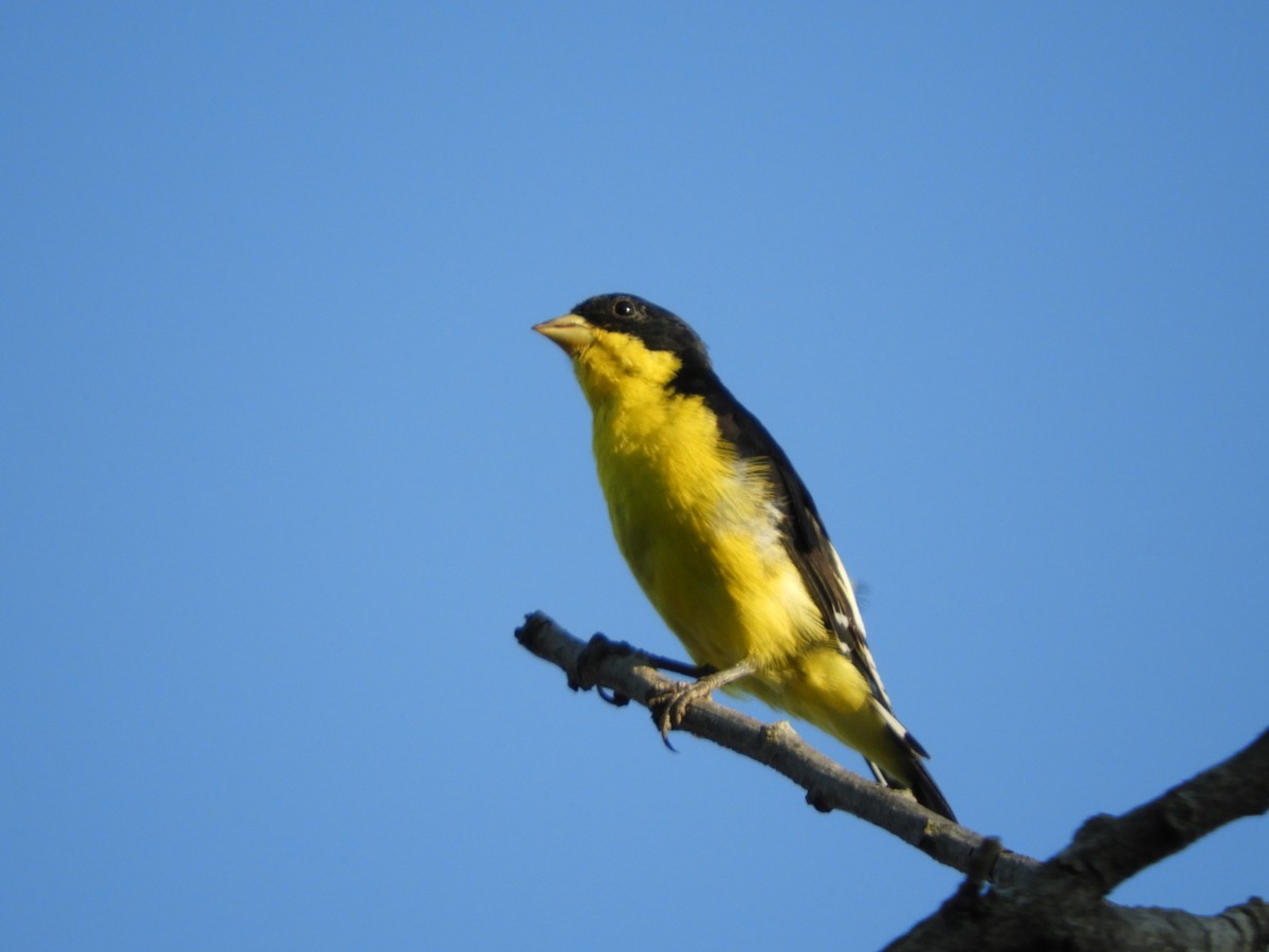 Lesser Goldfinch - Luis Trinchan