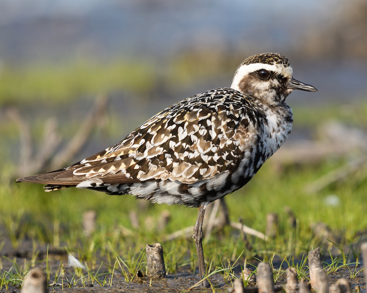 American Golden-Plover - Shayna Marchese
