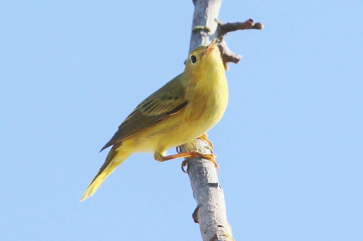 Yellow Warbler - John F. Gatchet