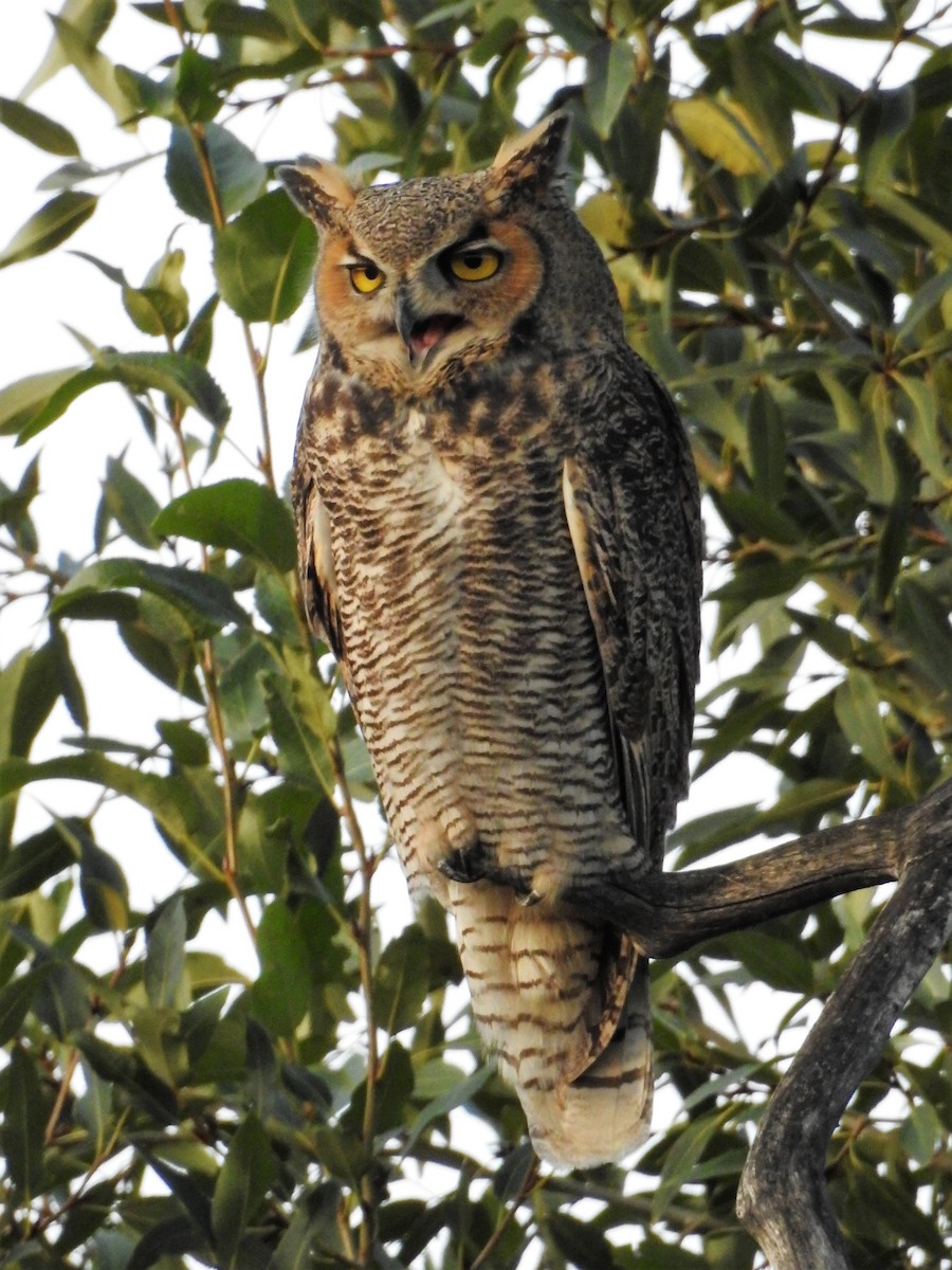 Great Horned Owl - Tina Toth