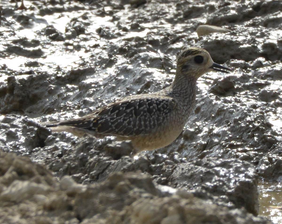 American Golden-Plover - Frederick Atwood