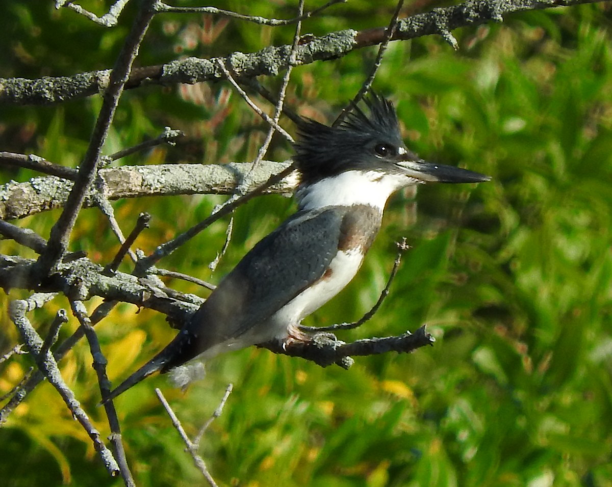 Belted Kingfisher - ML69207761