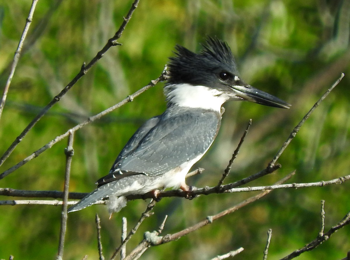 Belted Kingfisher - ML69207771