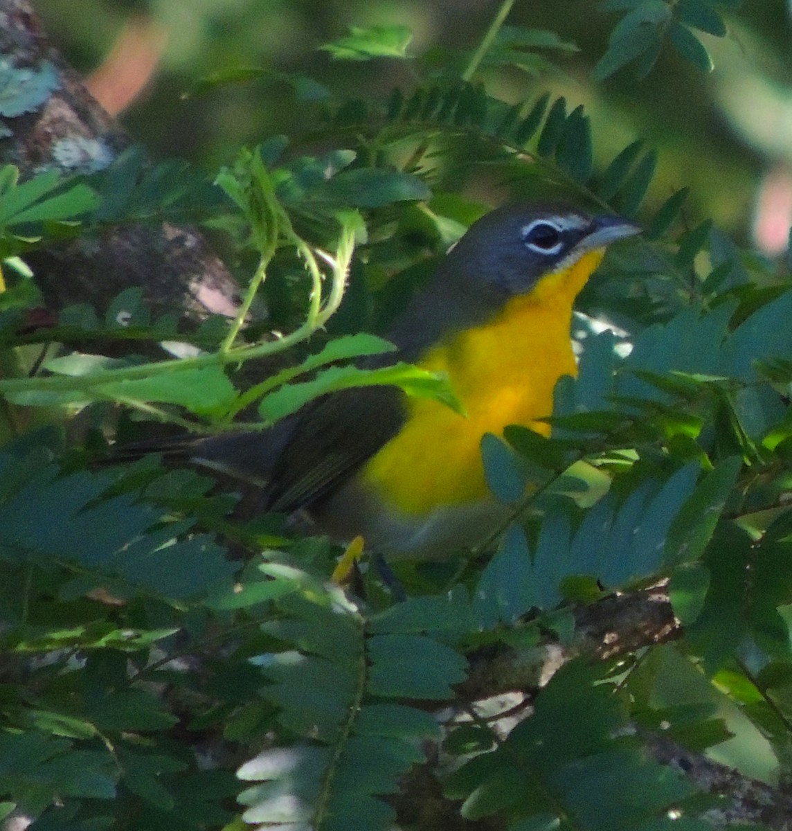Yellow-breasted Chat - Jay Huner