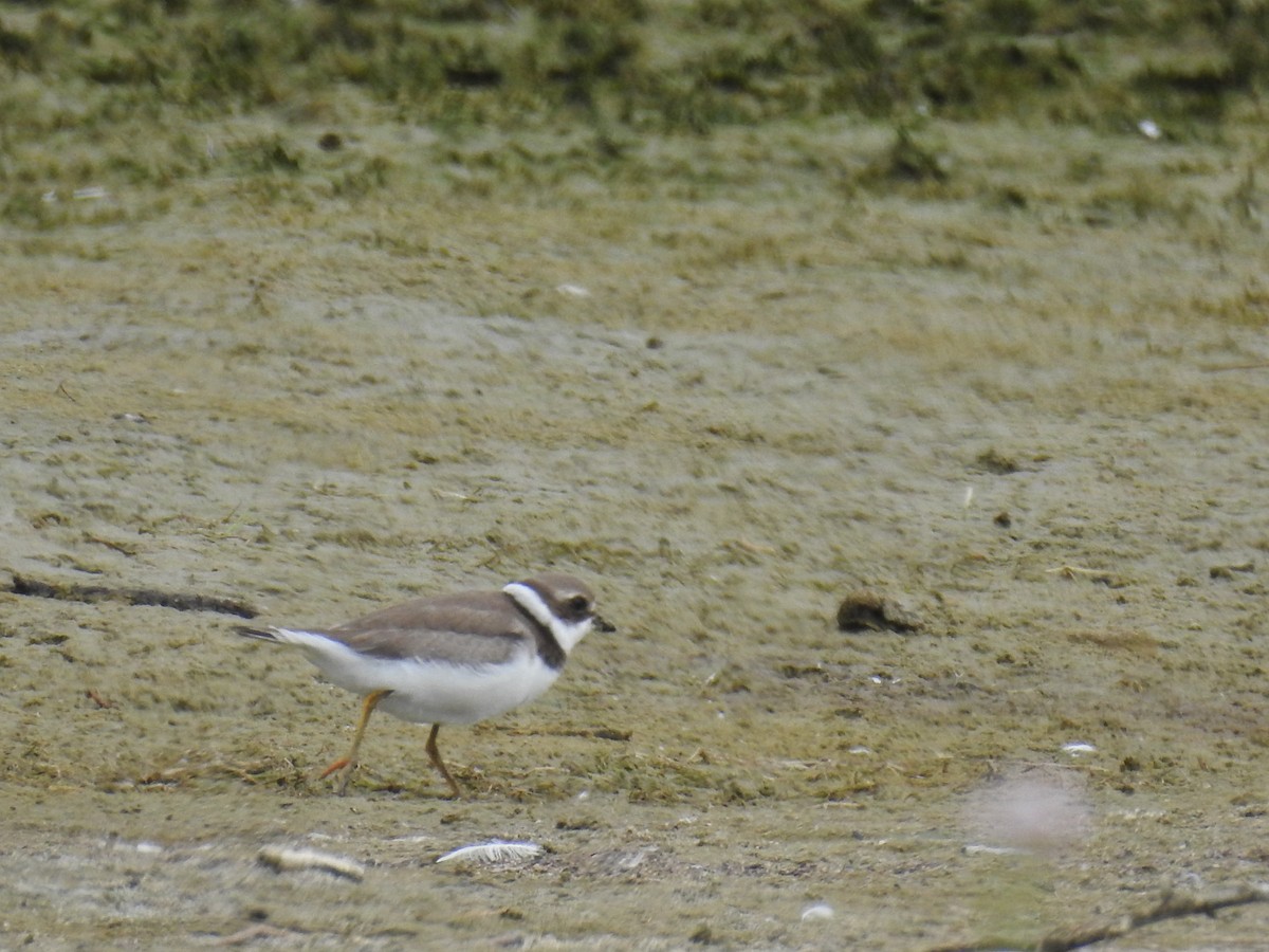 Semipalmated Plover - James Maley