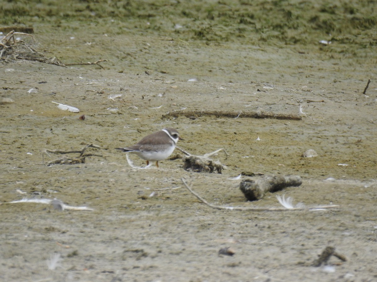 Semipalmated Plover - ML69211301
