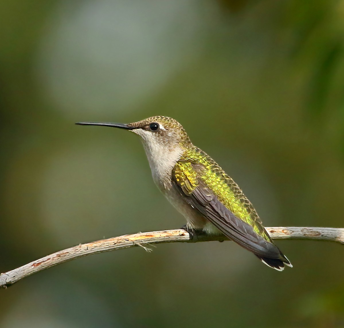 Ruby-throated Hummingbird - ML69211851