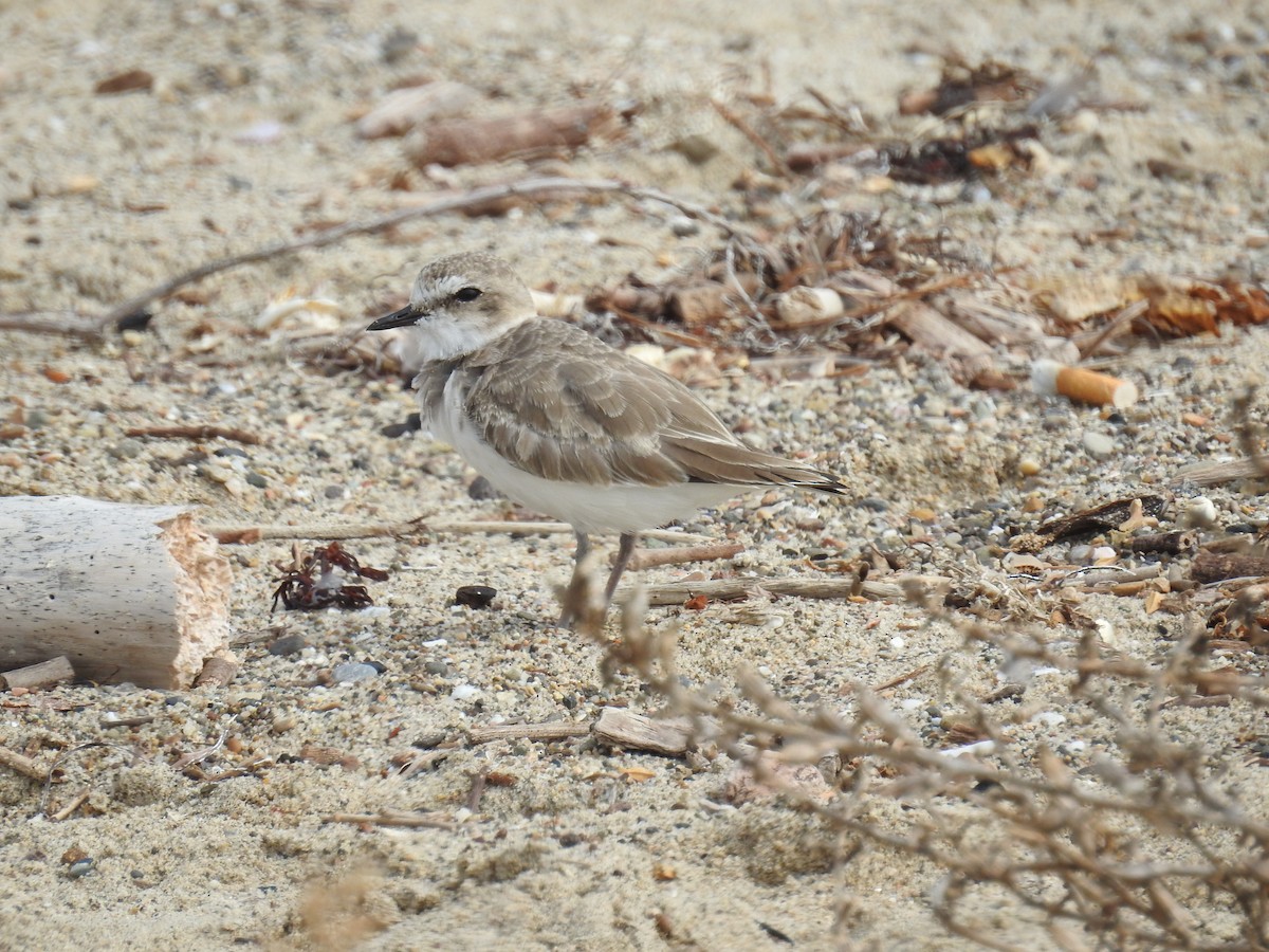 Snowy Plover - James Maley
