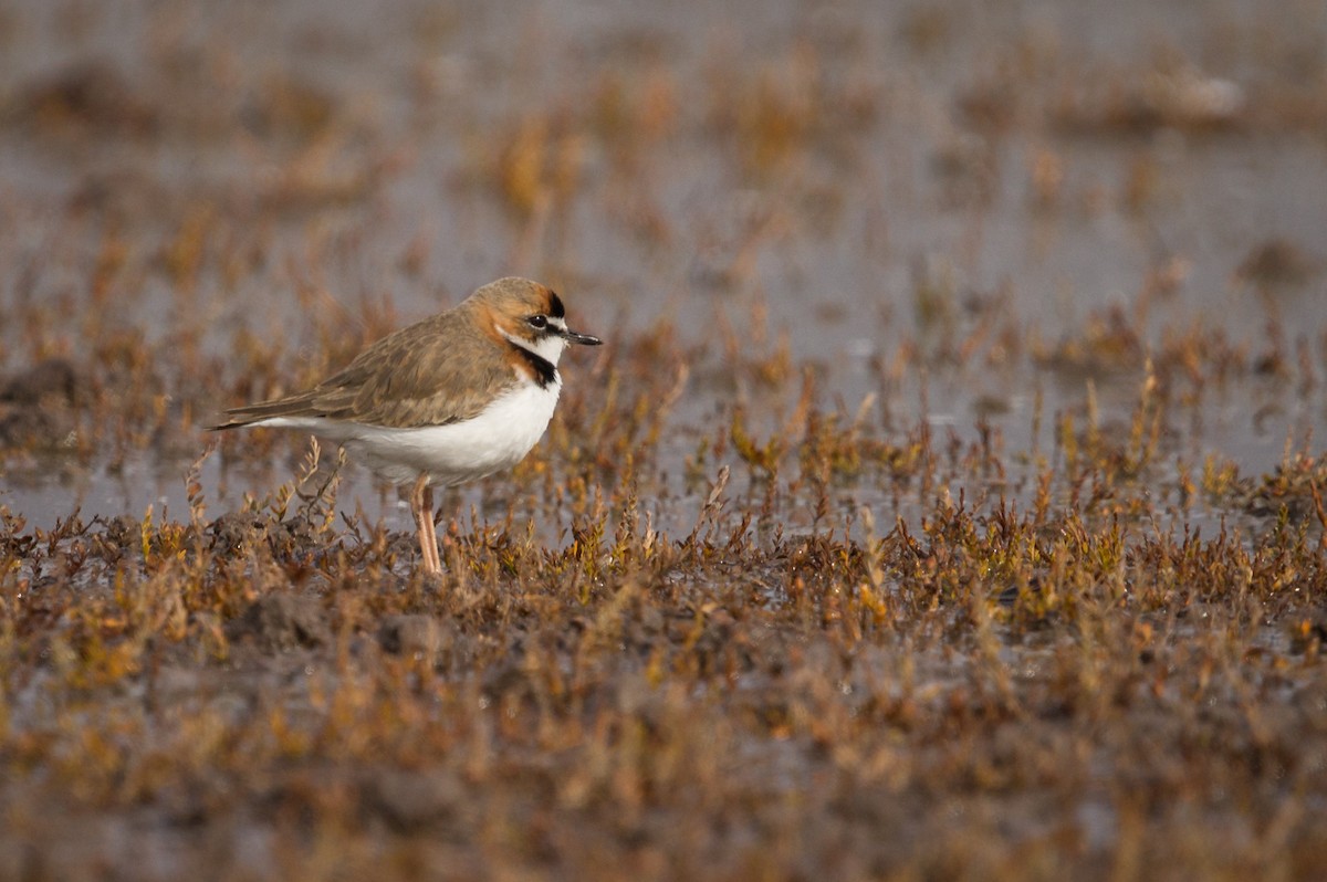 Collared Plover - ML69213791