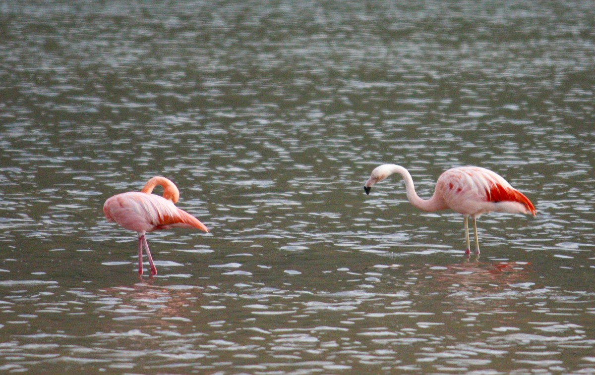 Chilean Flamingo - Luis  Die