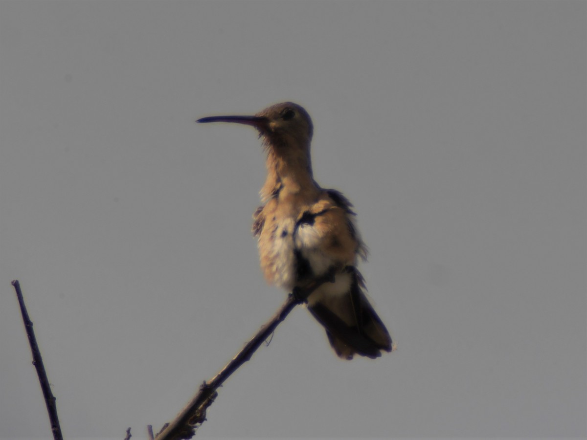 kolibřík rusoprsý - ML69214811