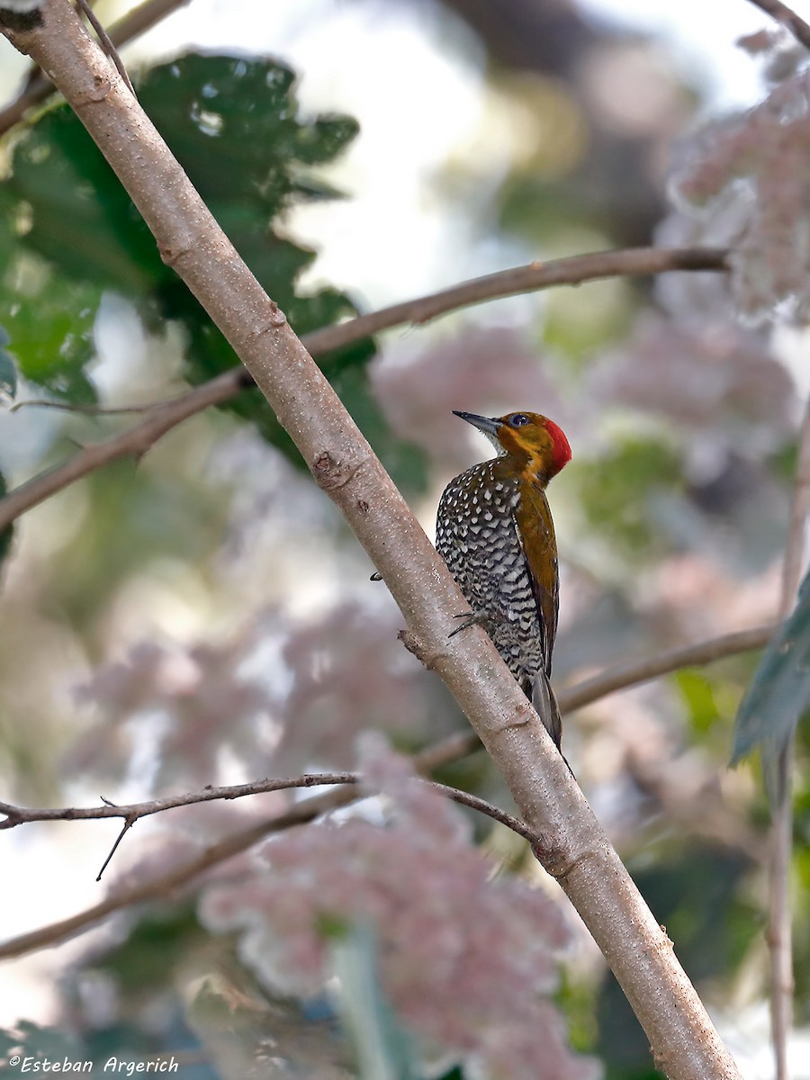 White-throated Woodpecker - Esteban Argerich