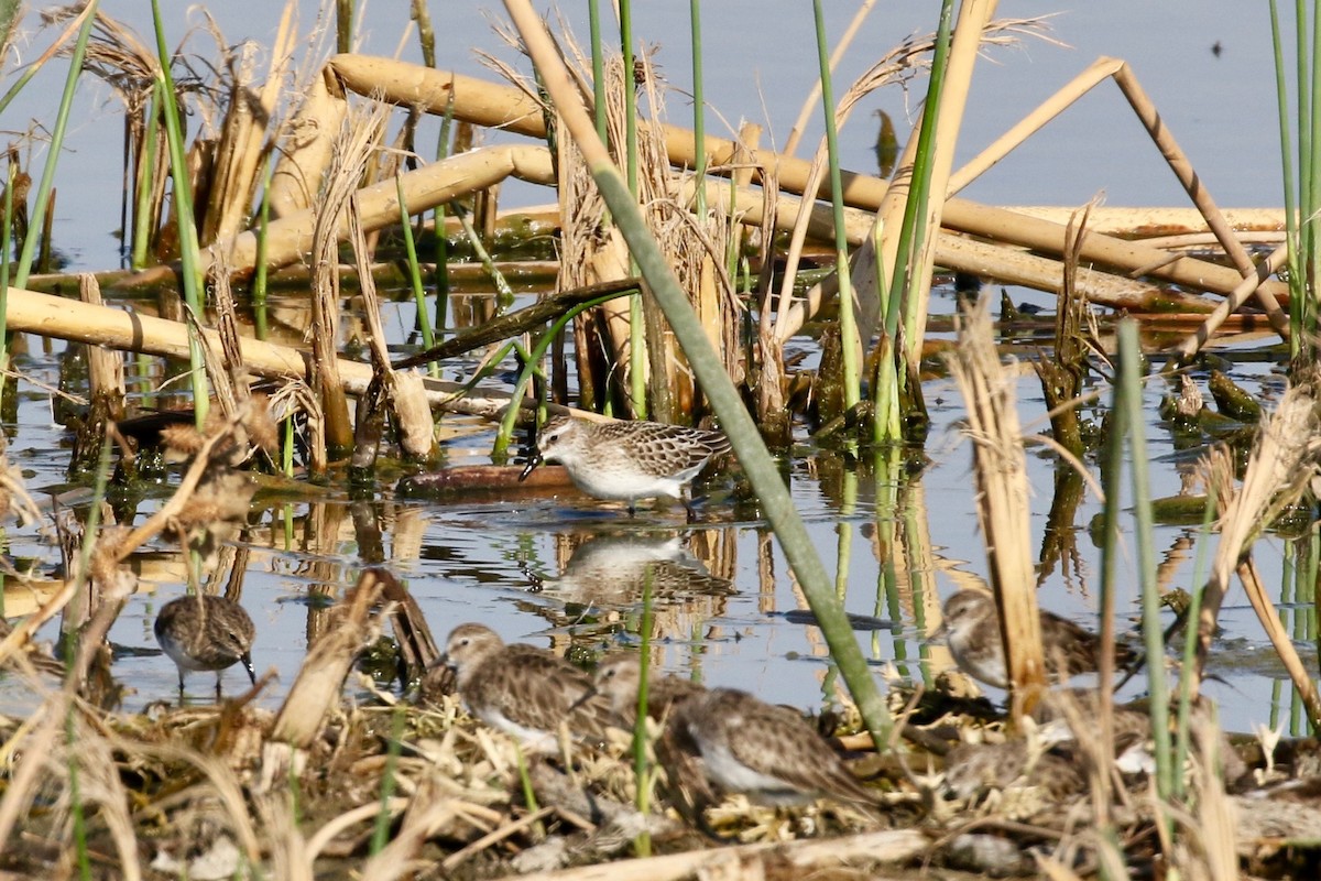 Semipalmated Sandpiper - Anthony Metcalf