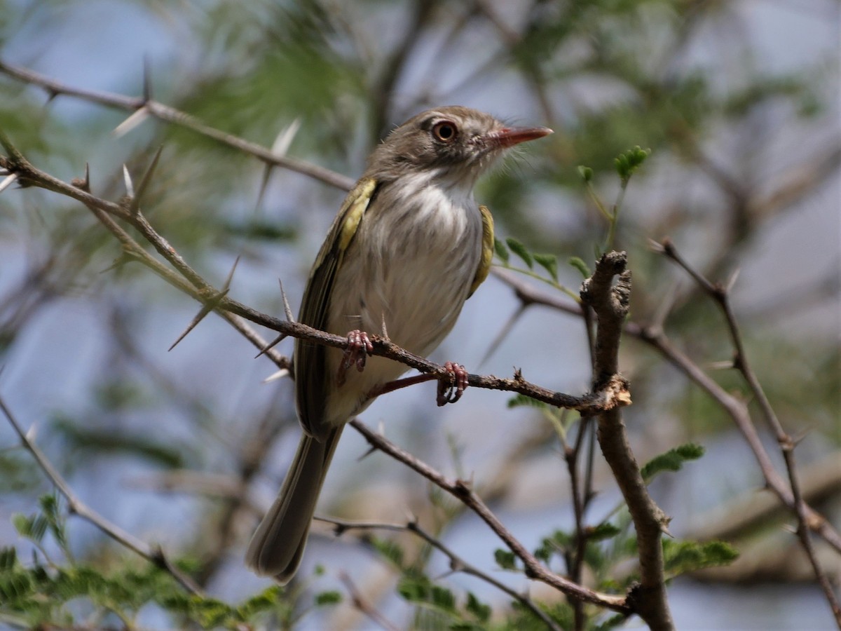Pearly-vented Tody-Tyrant - Mike Grant