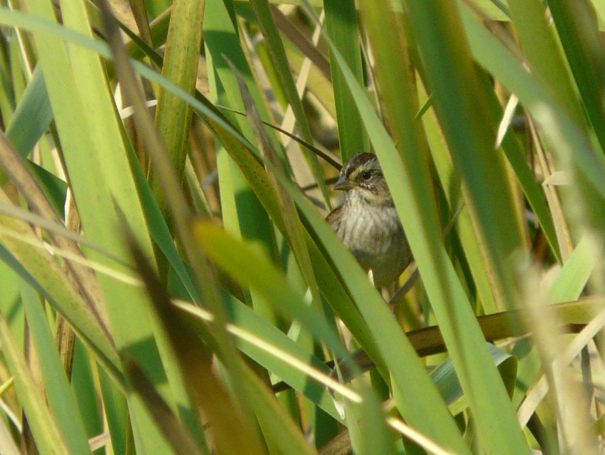 Swamp Sparrow - Douglas Leighton