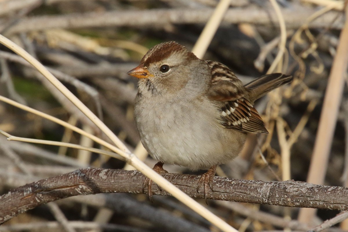 White-crowned Sparrow - Noah Strycker