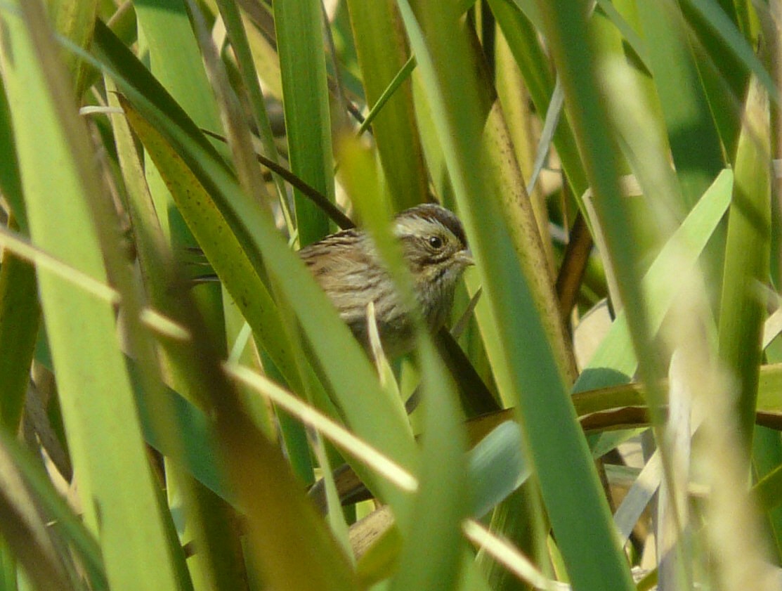 Swamp Sparrow - ML69217831
