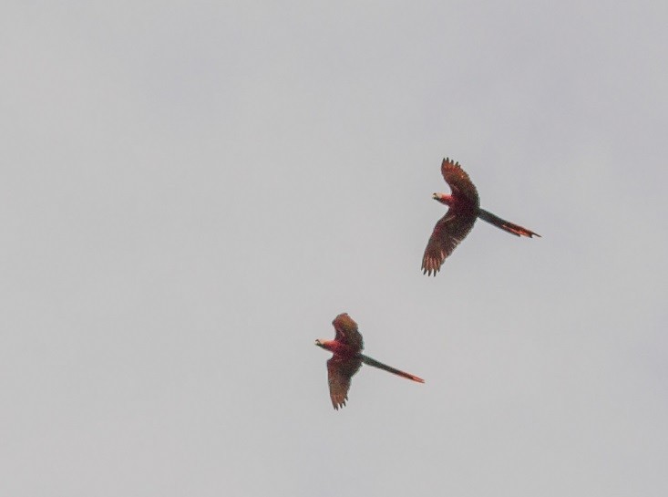 Scarlet Macaw - Darío de la Fuente - Chilean Nature
