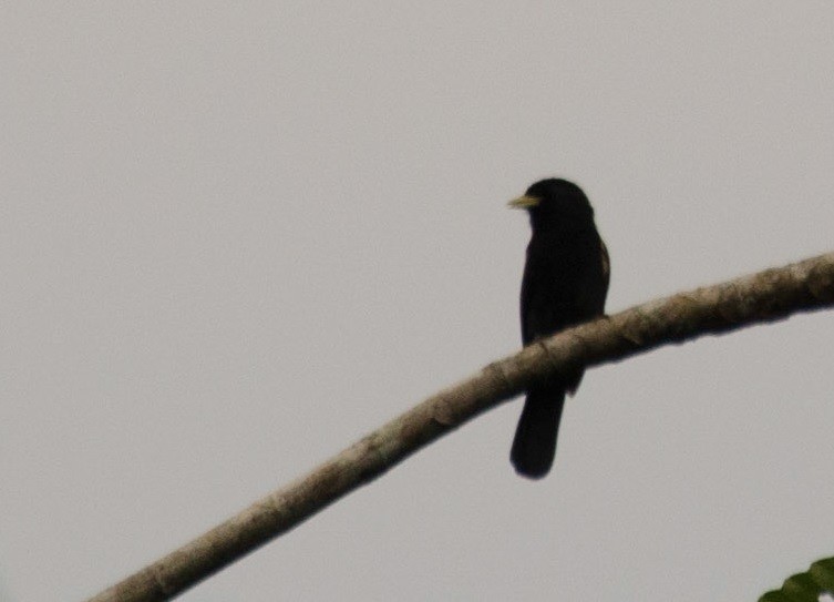 Yellow-billed Nunbird - Darío de la Fuente