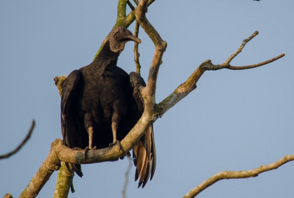 Black Vulture - Darío de la Fuente