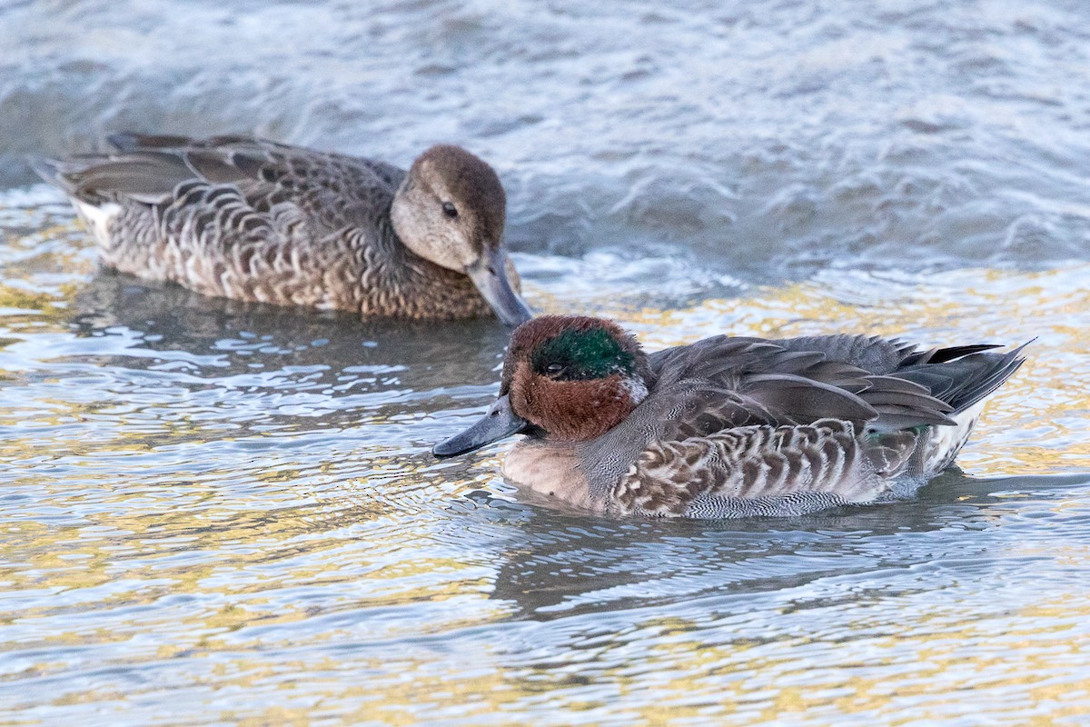 Green-winged Teal - ML69223021