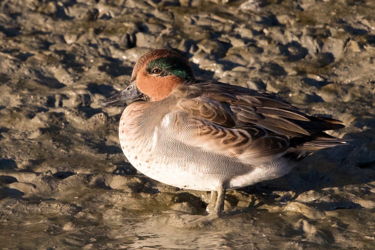 Green-winged Teal - ML69223041