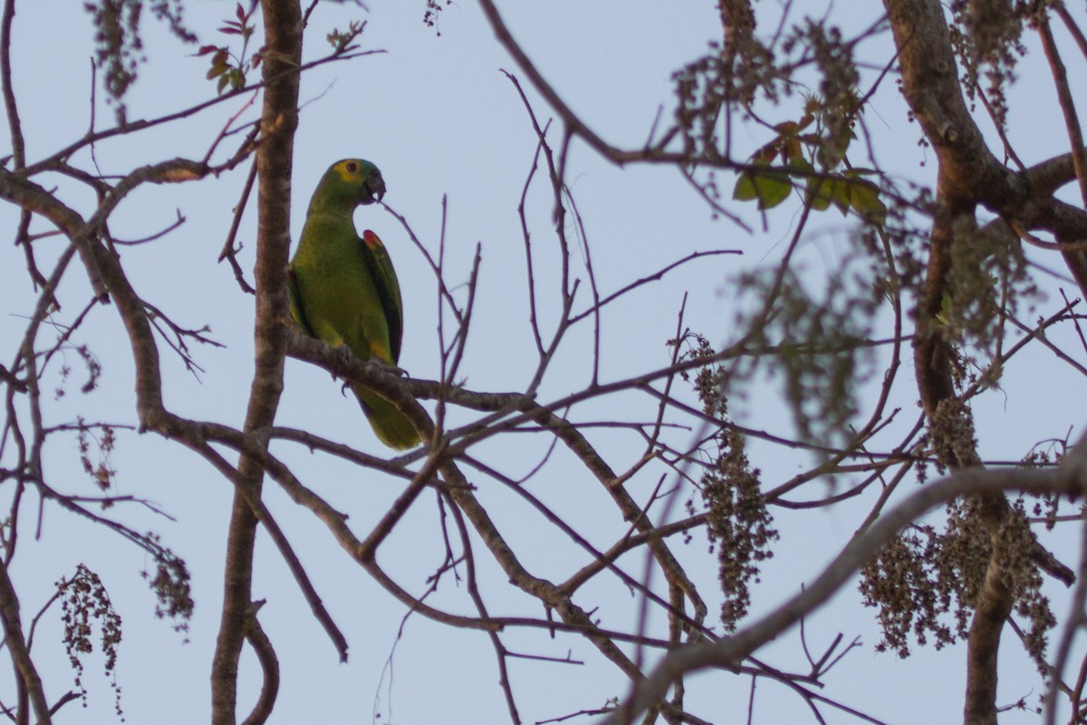 Turquoise-fronted Parrot - ML69224511