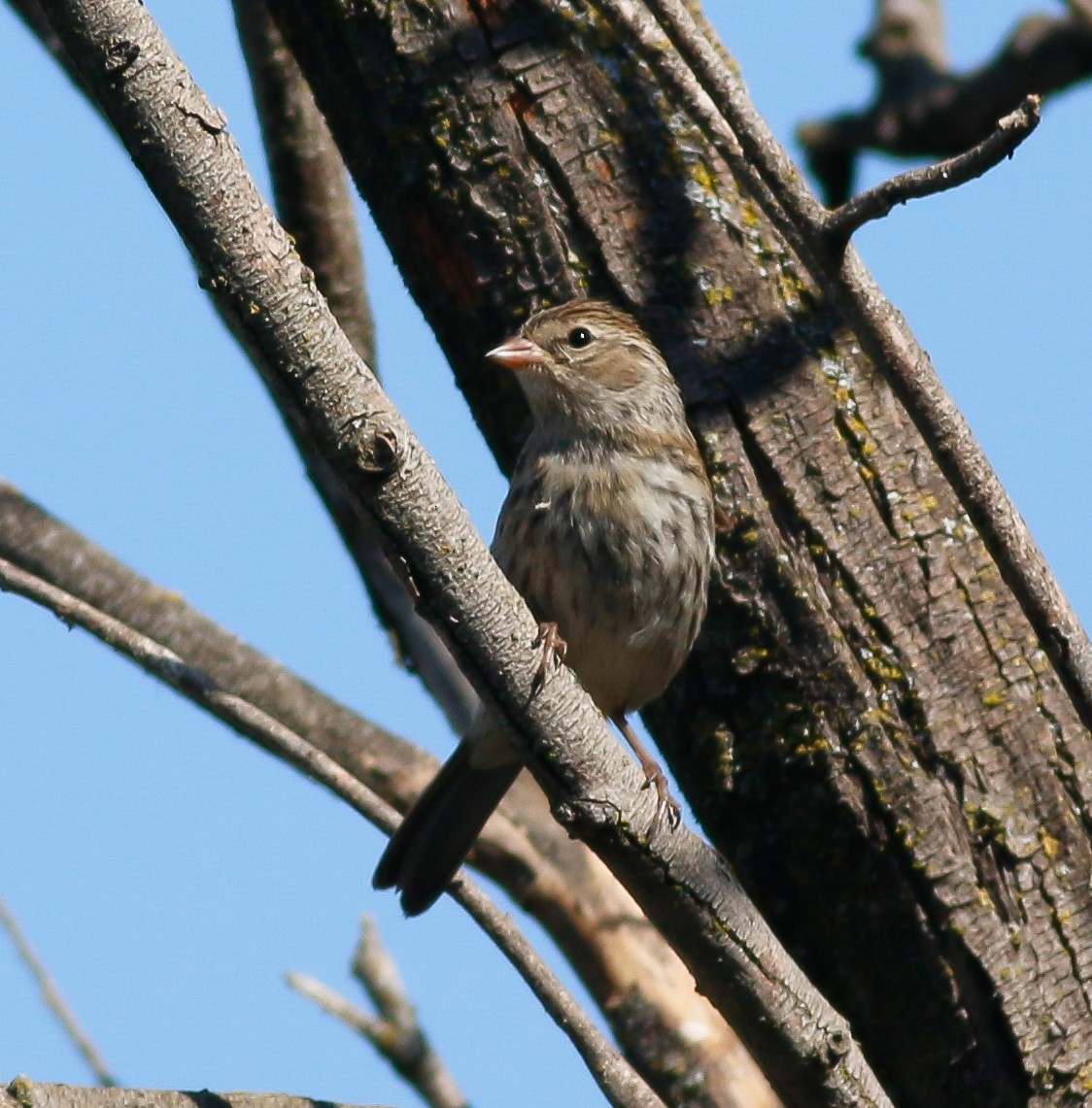 Chipping Sparrow - ML69225131