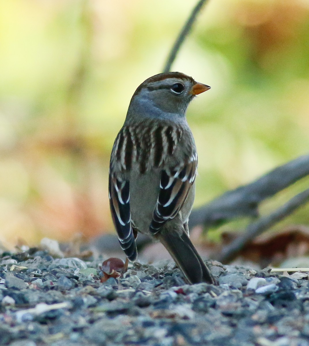 White-crowned Sparrow (Gambel's) - ML69225161