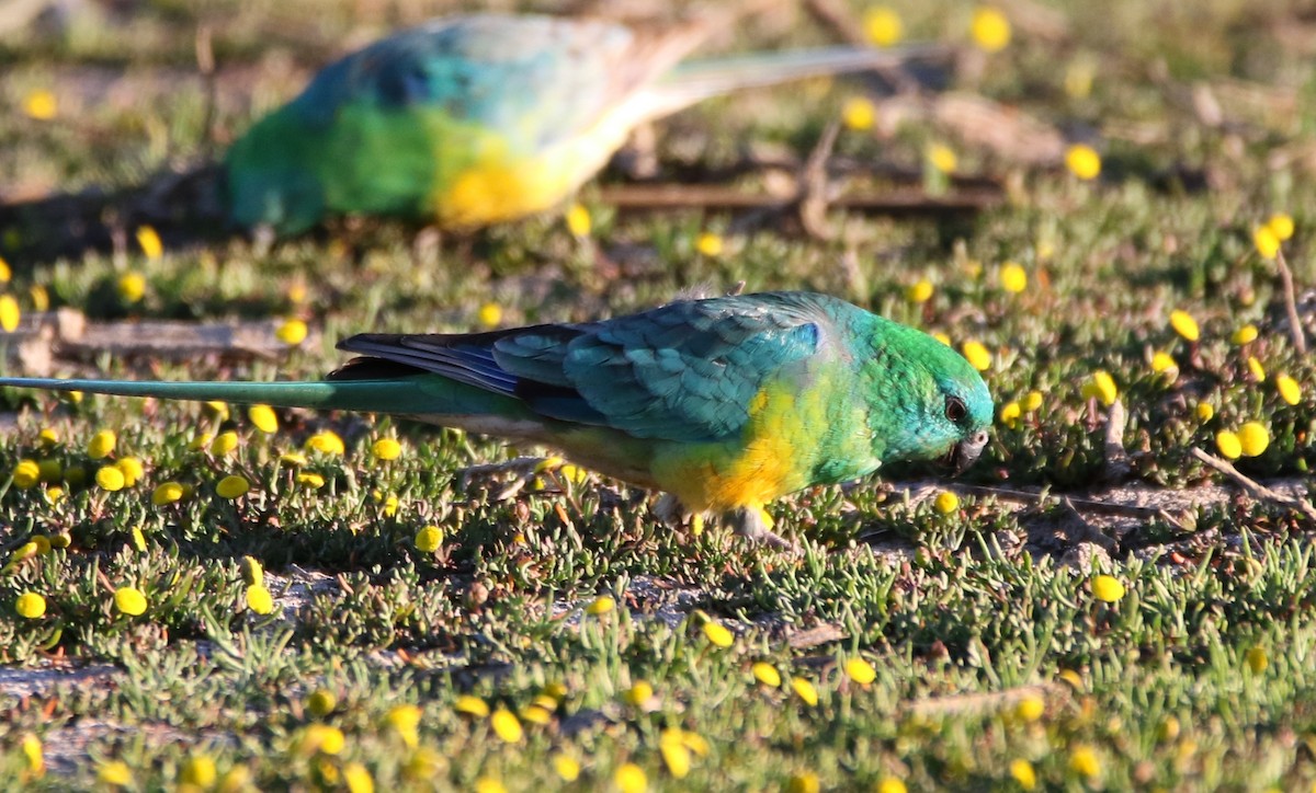 Red-rumped Parrot - Thalia and Darren Broughton