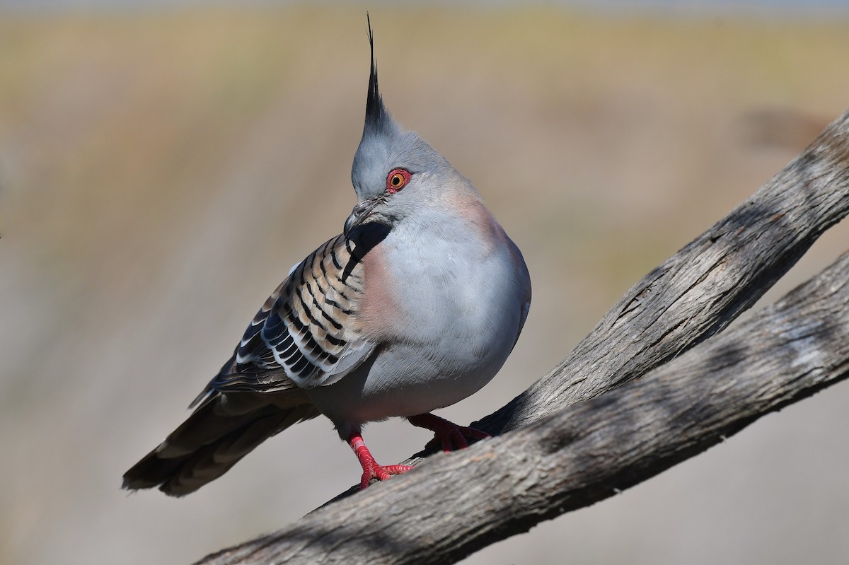 Crested Pigeon - ML69227151