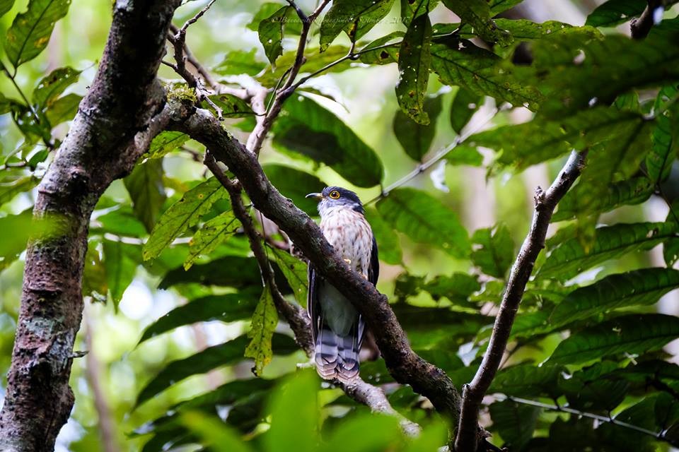 Malaysian Hawk-Cuckoo - Ingkayut Sa-ar