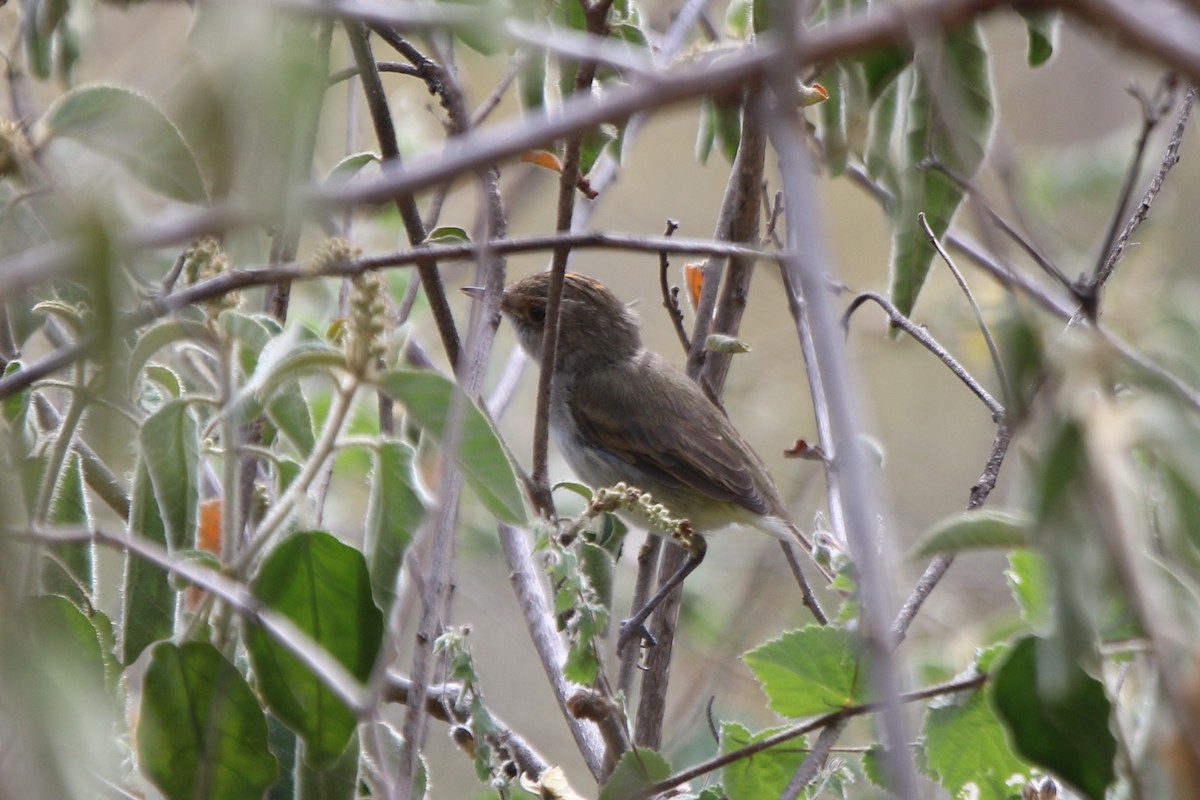 Fulvous-crowned Scrub-Tyrant - ML69233251