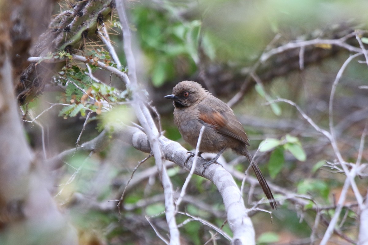 Red-shouldered Spinetail - Ian Thompson